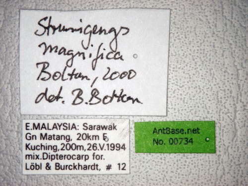 Strumigenys magnifica Bolton, 2000 Label