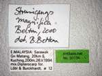 Strumigenys magnifica Bolton, 2000 Label