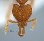 Strumigenys naberia Bolton, 2000 frontal