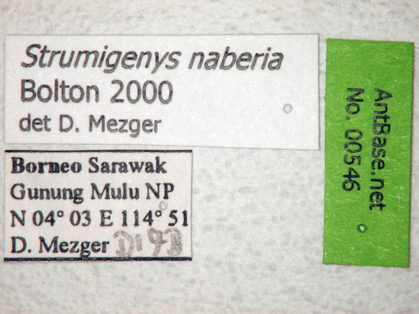 Foto Strumigenys naberia Bolton, 2000 Label