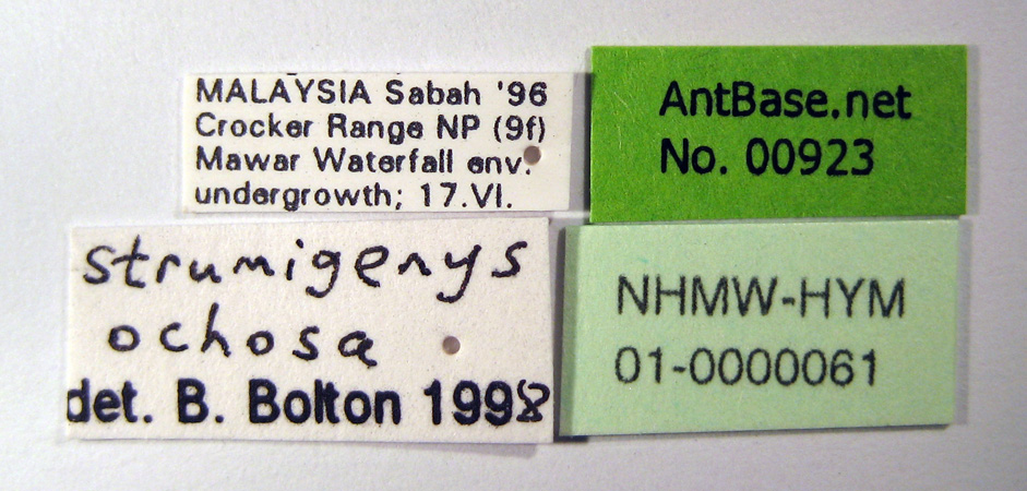 Foto Strumigenys ochosa Bolton, 2000 Label