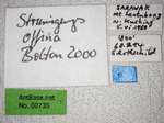 Strumigenys offina Bolton, 2000 Label