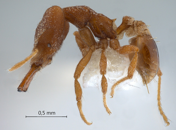 Strumigenys offina Bolton, 2000 lateral