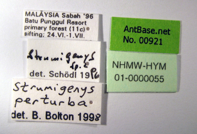 Foto Strumigenys perturba Bolton, 2000 Label