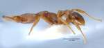 Strumigenys perturba Bolton, 2000 lateral