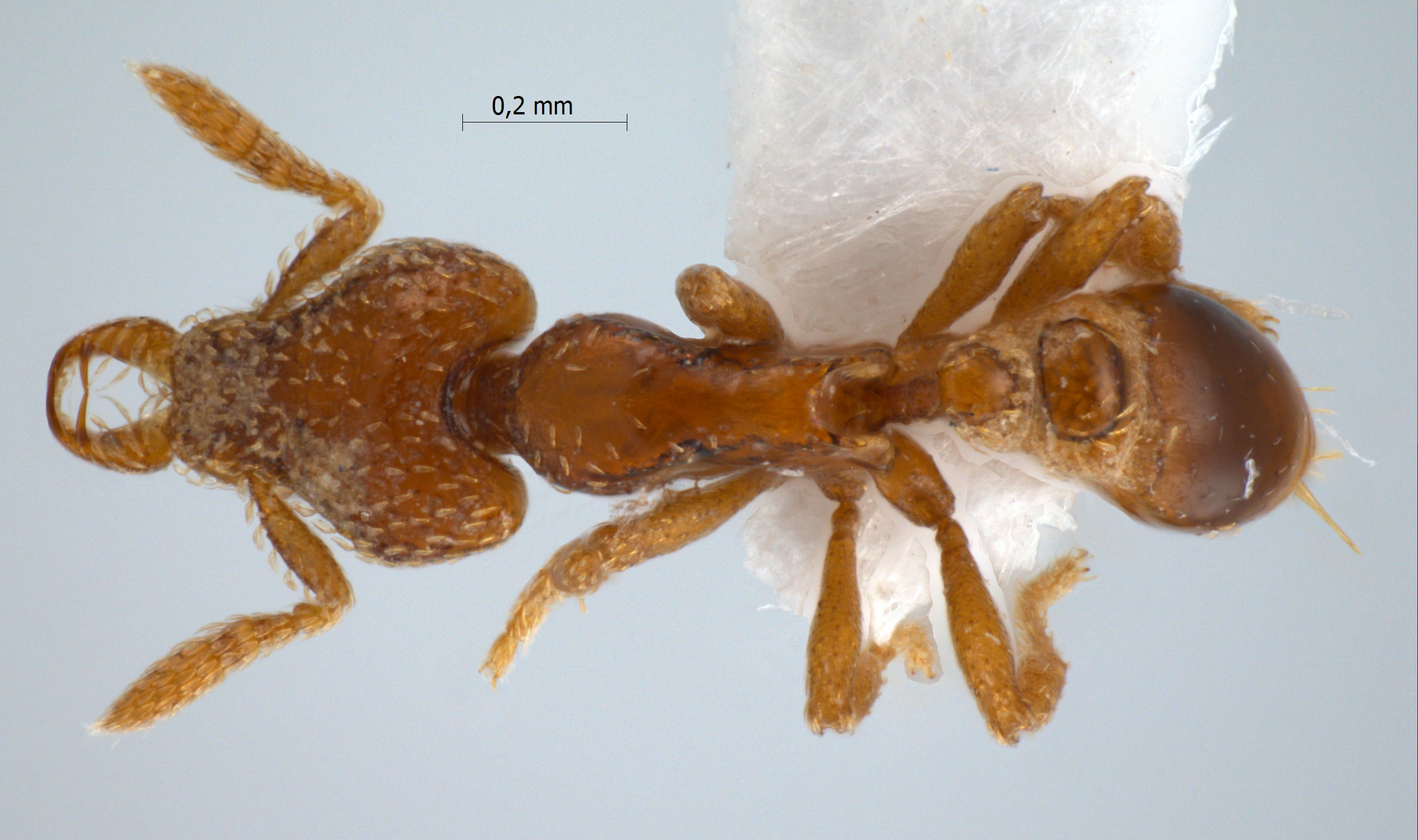 Foto Strumigenys prosopis Bolton, 2000 dorsal