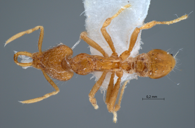 Strumigenys rofocala Bolton, 2000 dorsal