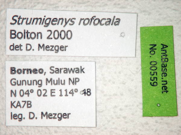 Foto Strumigenys rofocala Bolton, 2000 Label