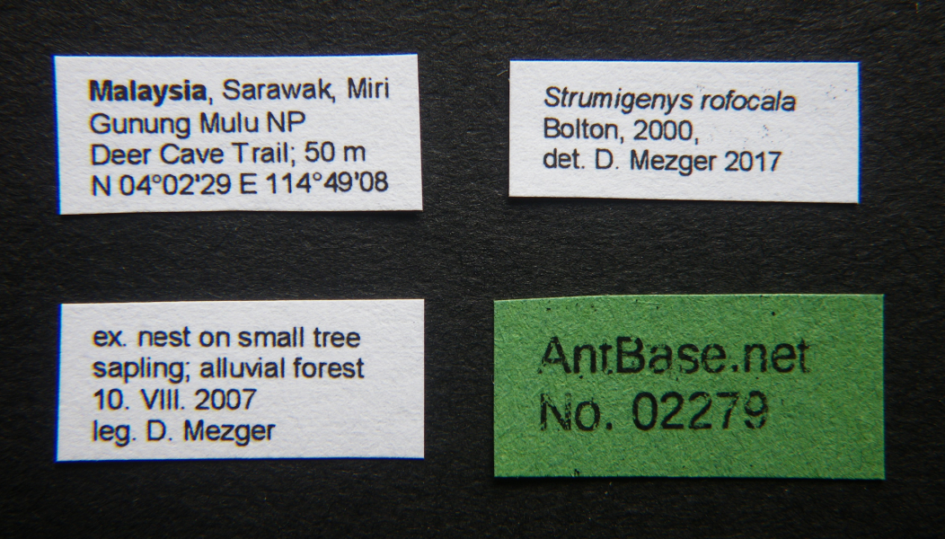 Strumigenys rofocala Bolton, 2000 Label