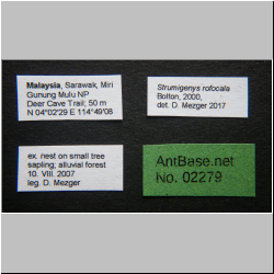 Strumigenys rofocala Bolton, 2000 Label
