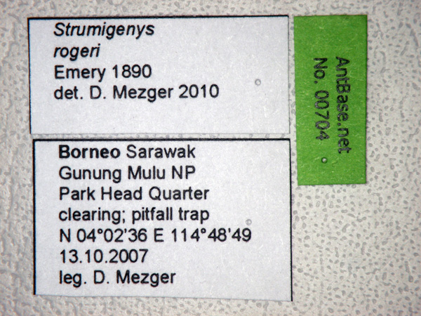 Foto Strumigenys rogeri Emery, 1890 Label