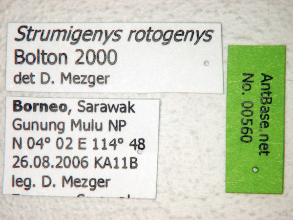 Foto Strumigenys rotogenys Bolton,2000 Label