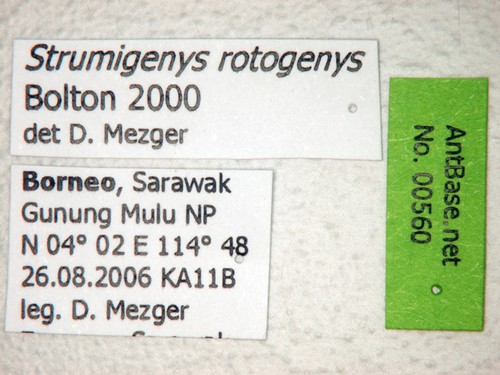 Strumigenys rotogenys Bolton,2000 Label