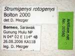 Strumigenys rotogenys Bolton,2000 Label