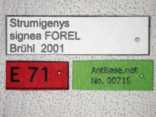 Strumigenys signeae Forel,1905 Label