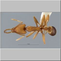 Strumigenys solifontis Brown, 1949 dorsal
