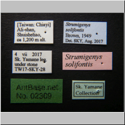 Strumigenys solifontis Brown, 1949 Label