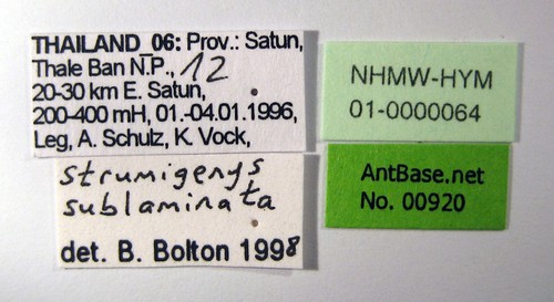 Strumigenys sublaminata Brown, 1959 Label