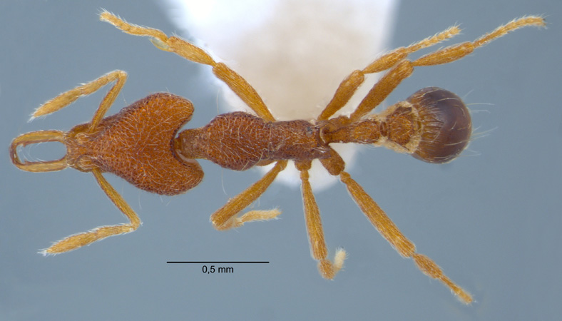 Strumigenys tadynastes Bolton, 2000 dorsal