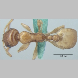 Temnothorax himachalensis Bharti & Gul, 2012 dorsal