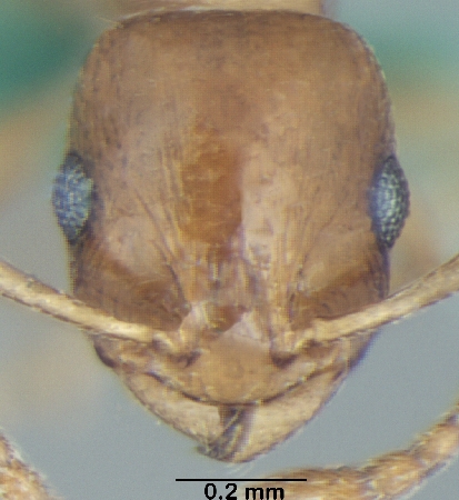 Temnothorax himachalensis Bharti & Gul, 2012 frontal
