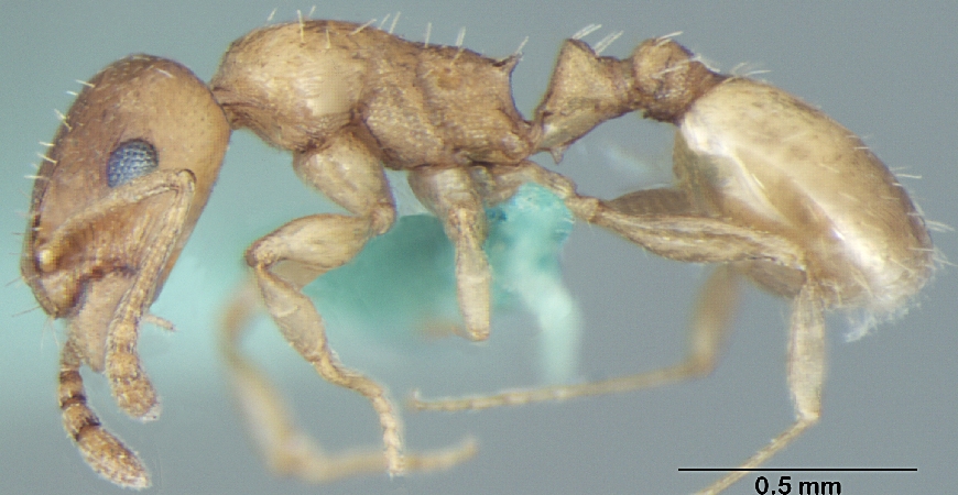 Temnothorax himachalensis Bharti & Gul, 2012 lateral