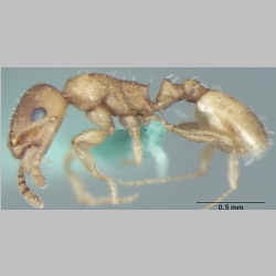 Temnothorax himachalensis Bharti & Gul, 2012 lateral