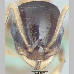 Temnothorax kashmirensis Bharti & Gul, 2012 frontal