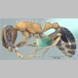 Temnothorax kashmirensis Bharti & Gul, 2012 lateral