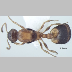 Temnothorax kashmirensis Bharti & Gul, 2012 dorsal