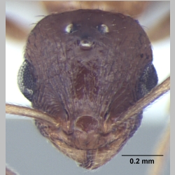 Temnothorax kashmirensis Bharti & Gul, 2012 frontal