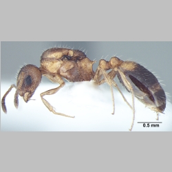 Temnothorax kashmirensis Bharti & Gul, 2012 lateral