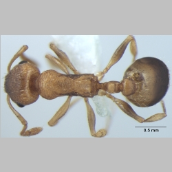 Temnothorax microreticulatus Bharti & Gul, 2012 dorsal