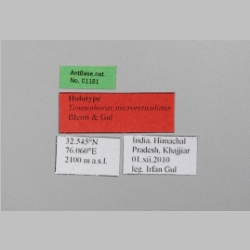 Temnothorax microreticulatus Bharti & Gul, 2012 Label