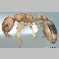 Temnothorax microreticulatus Bharti & Gul, 2012 lateral