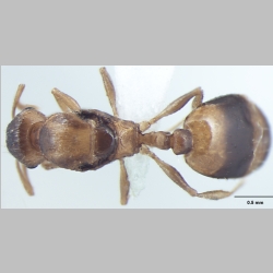 Temnothorax microreticulatus Bharti & Gul, 2012 dorsal