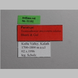 Temnothorax microreticulatus Bharti & Gul, 2012 Label