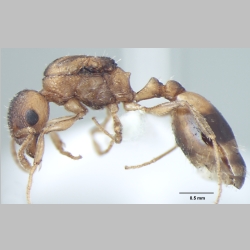 Temnothorax microreticulatus Bharti & Gul, 2012 lateral