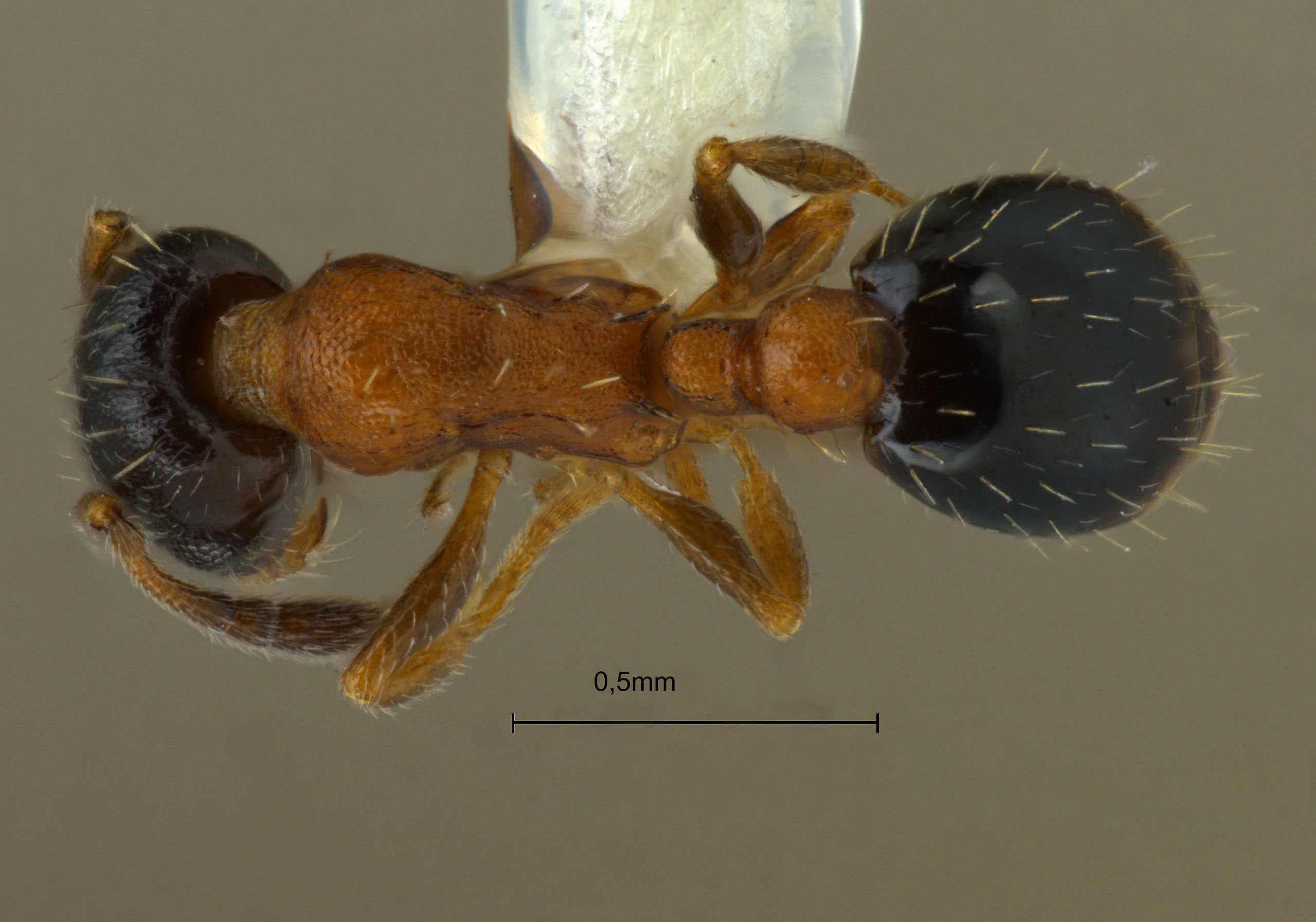 Foto Temnothorax mongolicus Pisarski, 1969 dorsal