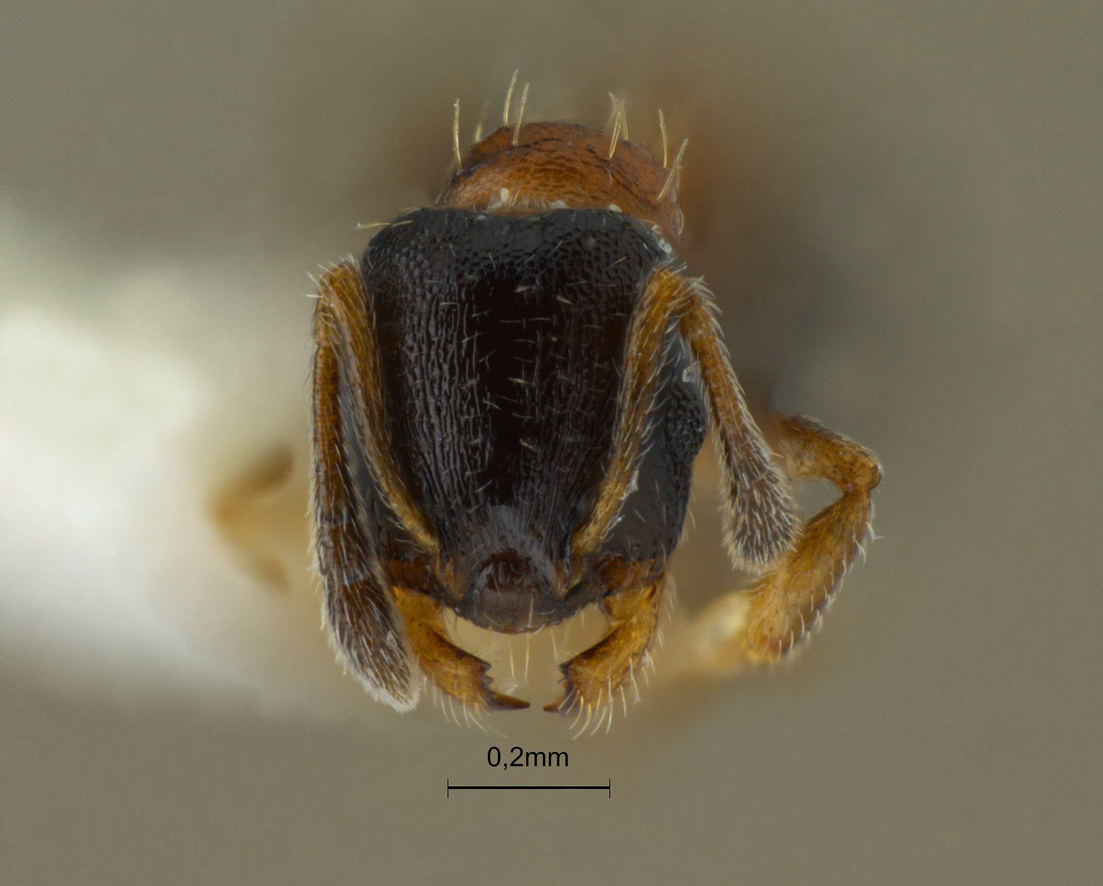 Foto Temnothorax mongolicus Pisarski, 1969 frontal