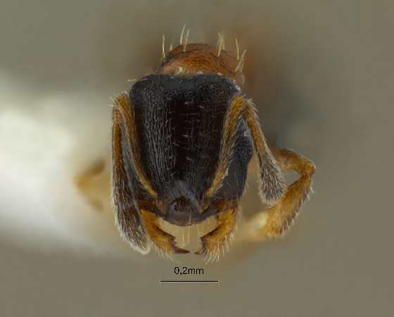 Temnothorax mongolicus Pisarski, 1969 frontal