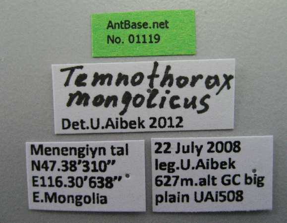 Foto Temnothorax mongolicus Pisarski, 1969 Label