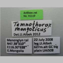 Temnothorax mongolicus Pisarski, 1969 Label