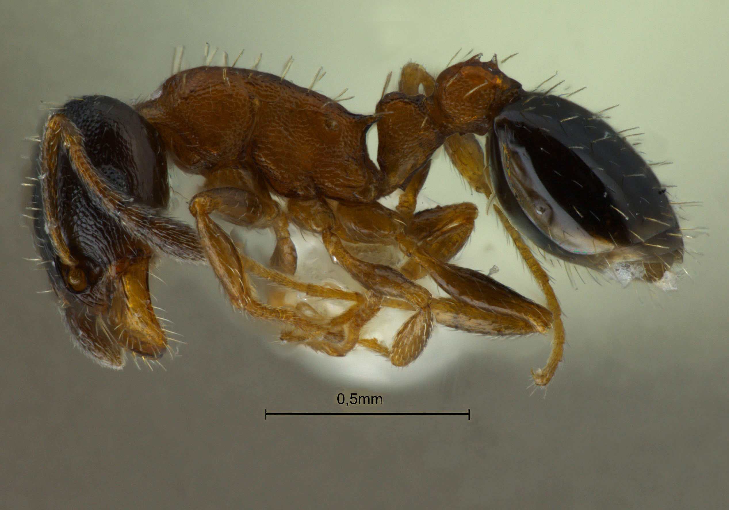 Foto Temnothorax mongolicus Pisarski, 1969 lateral