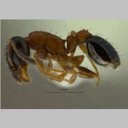 Temnothorax mongolicus Pisarski, 1969 lateral