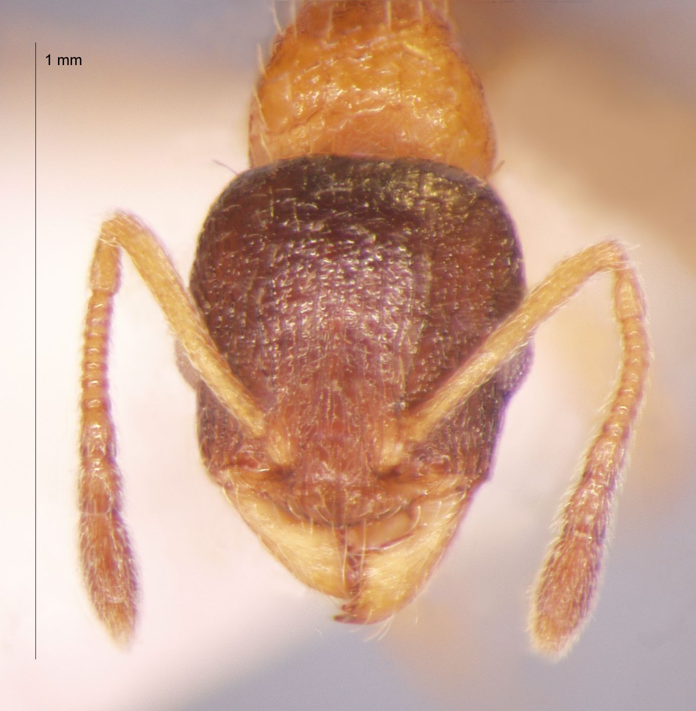 Foto Temnothorax nassonowi Ruzsky, 1895 frontal