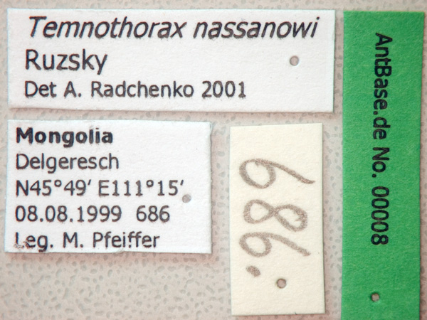 Foto Temnothorax nassonowi Ruzsky, 1895 Label