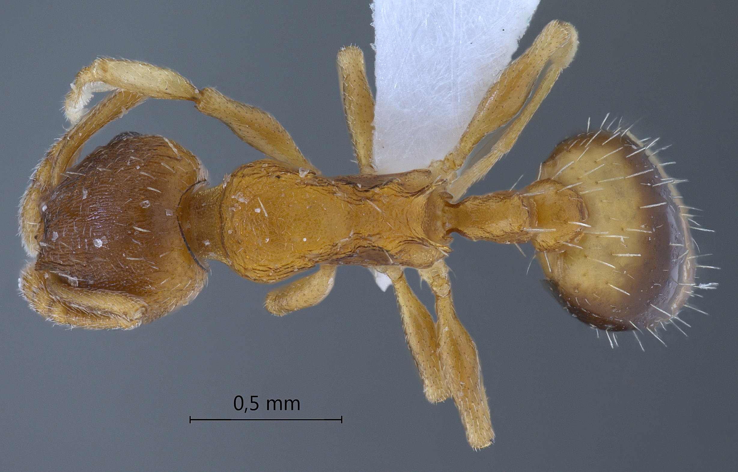 Foto Temnothorax nylanderi Frster, 1850 dorsal