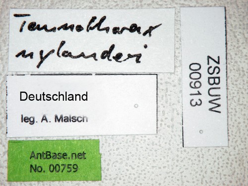 Temnothorax nylanderi Frster, 1850 Label
