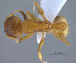 Temnothorax unifasciatus Latreille, 1798 dorsal